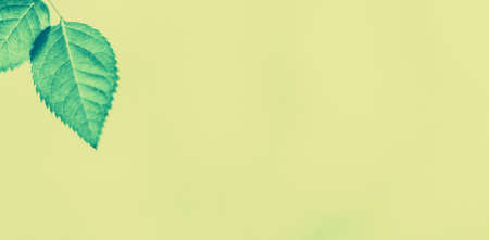 Plant, ecology and bio concept - Green leaves as abstract vintage nature background, herbal foliage...
