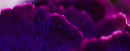 Flora, branding and love concept - Purple carnation flower in bloom, abstract floral blossom art background, flowers in spring nature for perfume scent, wedding, luxury beauty brand holiday designの写真素材