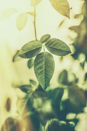 Plant, ecology and bio concept - Green leaves as abstract vintage nature background, herbal foliage in spring garden, retro gravure style, floral leaf backdrop for botanical holiday brand designの写真素材