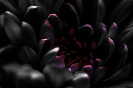 Flora, branding and love concept - Black daisy flower petals in bloom, abstract floral blossom art background, flowers in spring nature for perfume scent, wedding, luxury beauty brand holiday designの写真素材