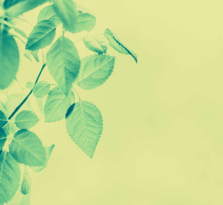 Plant, ecology and bio concept - Green leaves as abstract vintage nature background, herbal foliage in spring garden, retro gravure style, floral leaf backdrop for botanical holiday brand designの写真素材