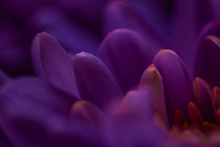 Flora, branding and love concept - Purple daisy flower petals in bloom, abstract floral blossom art background, flowers in spring nature for perfume scent, wedding, luxury beauty brand holiday designの写真素材