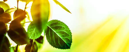 Plant, ecology and bio concept - Green leaves as abstract vintage nature background, herbal foliage in spring garden, retro gravure style, floral leaf backdrop for botanical holiday brand designの写真素材