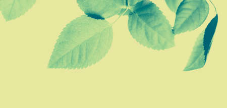 Plant, ecology and bio concept - Green leaves as abstract vintage nature background, herbal foliage in spring garden, retro gravure style, floral leaf backdrop for botanical holiday brand designの写真素材