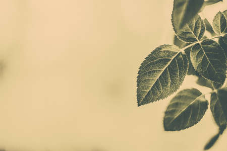 Plant, ecology and bio concept - Green leaves as abstract vintage nature background, herbal foliage in spring garden, retro gravure style, floral leaf backdrop for botanical holiday brand designの写真素材