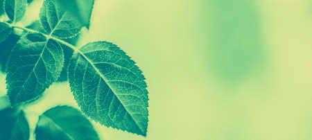Plant, ecology and bio concept - Green leaves as abstract vintage nature background, herbal foliage...