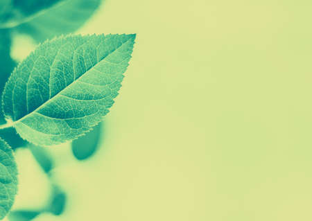 Plant, ecology and bio concept - Green leaves as abstract vintage nature background, herbal foliage...