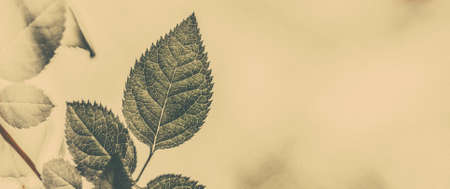Plant, ecology and bio concept - Green leaves as abstract vintage nature background, herbal foliage...