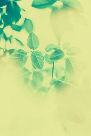 Plant, ecology and bio concept - Green leaves as abstract vintage nature background, herbal foliage in spring garden, retro gravure style, floral leaf backdrop for botanical holiday brand designの写真素材