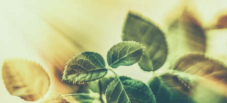 Plant, ecology and bio concept - Green leaves as abstract vintage nature background, herbal foliage in spring garden, retro gravure style, floral leaf backdrop for botanical holiday brand designの写真素材