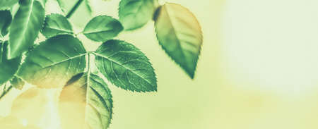 Plant, ecology and bio concept - Green leaves as abstract vintage nature background, herbal foliage...