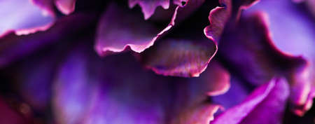 Flora, branding and love concept - Purple carnation flower in bloom, abstract floral blossom art background, flowers in spring nature for perfume scent, wedding, luxury beauty brand holiday designの写真素材