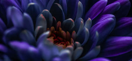 Flora, branding and love concept - Purple daisy flower petals in bloom, abstract floral blossom art background, flowers in spring nature for perfume scent, wedding, luxury beauty brand holiday designの写真素材