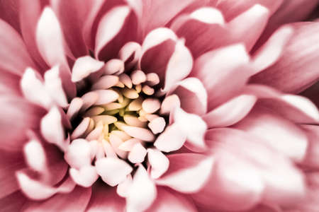 Flora, branding and love concept - Pink daisy flower petals in bloom, abstract floral blossom art...