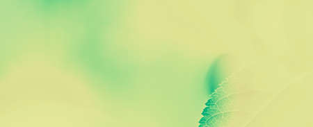 Plant, ecology and bio concept - Green leaves as abstract vintage nature background, herbal foliage in spring garden, retro gravure style, floral leaf backdrop for botanical holiday brand designの写真素材