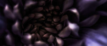 Flora, branding and love concept - Purple daisy flower petals in bloom, abstract floral blossom art background, flowers in spring nature for perfume scent, wedding, luxury beauty brand holiday designの写真素材