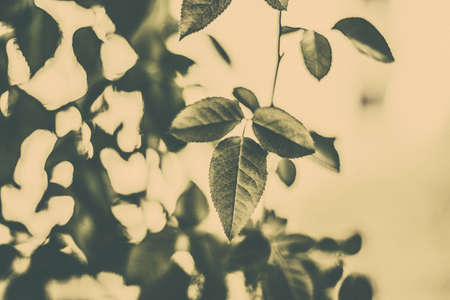 Plant, ecology and bio concept - Green leaves as abstract vintage nature background, herbal foliage...