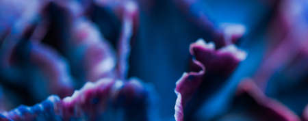 Flora, branding and love concept - Blue carnation flower in bloom, abstract floral blossom art background, flowers in spring nature for perfume scent, wedding, luxury beauty brand holiday designの写真素材