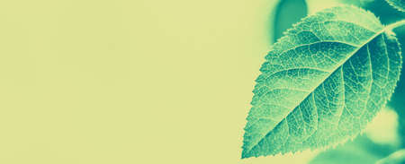 Plant, ecology and bio concept - Green leaves as abstract vintage nature background, herbal foliage in spring garden, retro gravure style, floral leaf backdrop for botanical holiday brand designの写真素材