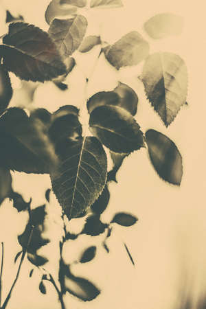 Plant, ecology and bio concept - Green leaves as abstract vintage nature background, herbal foliage in spring garden, retro gravure style, floral leaf backdrop for botanical holiday brand designの写真素材