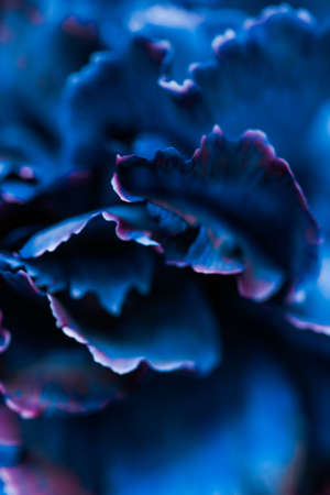 Flora, branding and love concept - Blue carnation flower in bloom, abstract floral blossom art background, flowers in spring nature for perfume scent, wedding, luxury beauty brand holiday designの写真素材