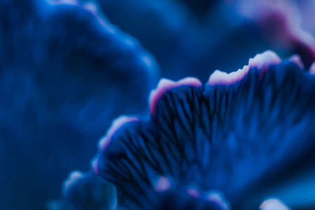 Flora, branding and love concept - Blue carnation flower in bloom, abstract floral blossom art background, flowers in spring nature for perfume scent, wedding, luxury beauty brand holiday designの写真素材