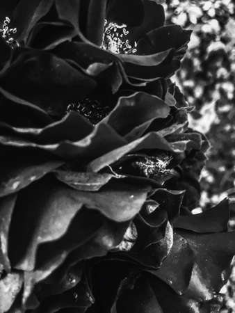 Flowers in bloom, beautiful nature and romantic design concept - Black blooming garden rose flower at sunset, floral beauty backgroundの写真素材