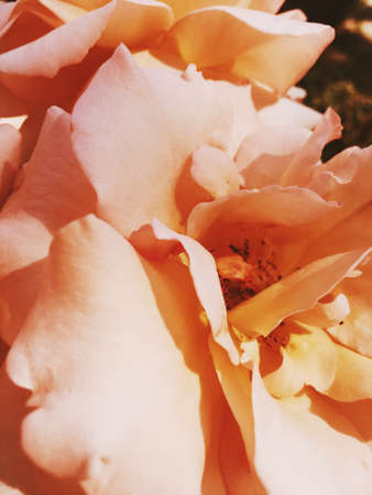 Garden flowers, beautiful nature and romantic holiday concept - Wonderful blooming rose flower at...