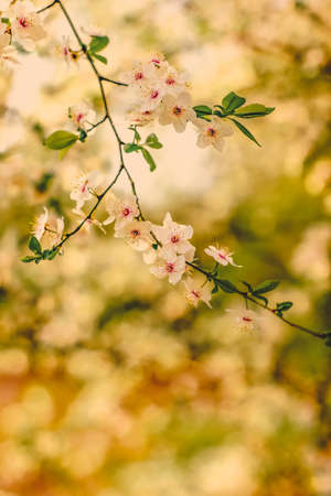 Flower art, romantic card and botanical backdrop concept - Vintage cherry flowers in bloom at...