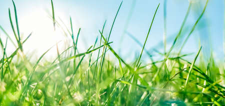Earth landscape, growth and natural environment concept - Fresh grass and sunny blue sky on a green...