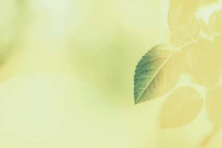 Plant, ecology and bio concept - Green leaves as abstract vintage nature background, herbal foliage...