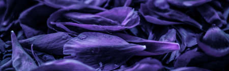 Branding, blossom and botanical concept - Abstract floral holiday art background, purple blooming flower petals in dream garden and beauty in nature for luxury spa brand and wedding invitation designの写真素材