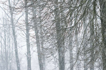 Snowing, holidays and environment concept - Winter abstract background, beautiful trees covered with...