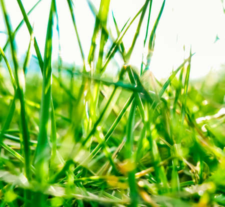 Earth landscape, growth and natural environment concept - Fresh grass and sunny blue sky on a green...