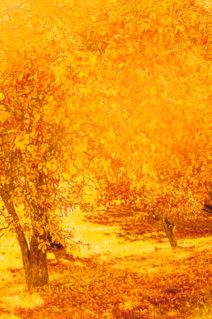 Seasonal travel, retro backdrop and rural environment concept - Beautiful autumn landscape background, vintage nature scene in fall seasonの写真素材