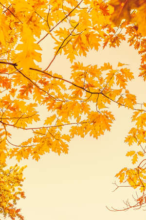 Seasonal travel, retro backdrop and rural environment concept - Beautiful autumn landscape...