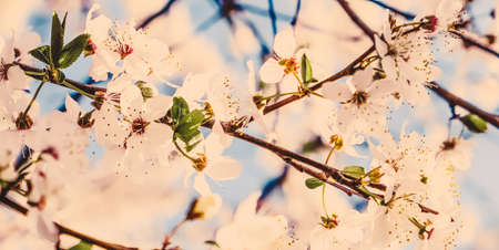 Flower art, romantic card and botanical backdrop concept - Vintage cherry flowers in bloom at sunrise as nature background for spring holiday design, floral dream gardenの写真素材
