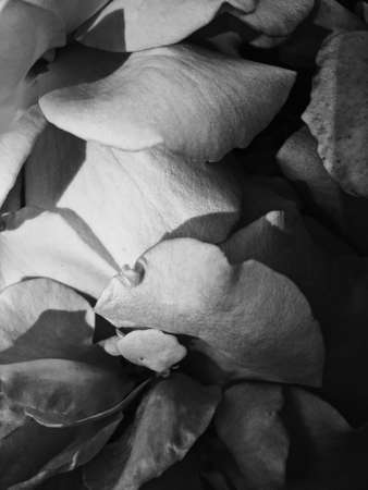 Garden flowers, beautiful nature and romantic holiday concept - Wonderful blooming rose flower at...