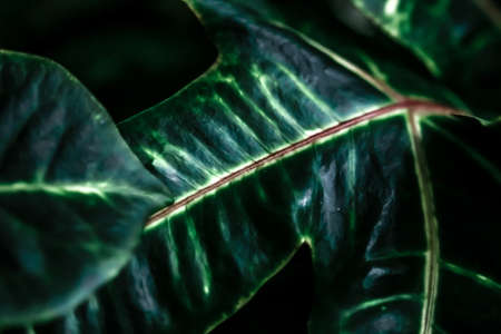 Botany, branding and print concept - Tropical garden nature background, plant foliage texture as...