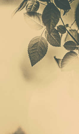 Plant, ecology and bio concept - Green leaves as abstract vintage nature background, herbal foliage in spring garden, retro gravure style, floral leaf backdrop for botanical holiday brand designの写真素材