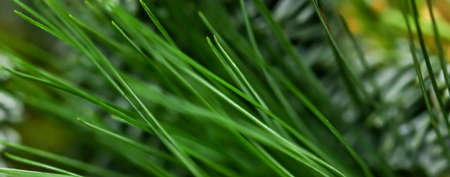 Garden, Christmas and card concept - Evergreen spruce trees as nature art background, green pine texture as vintage botanical abstract backdrop, forest fir tree branch for plant brand, holiday designの写真素材