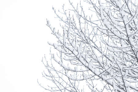 Snowing, holidays and environment concept - Winter abstract background, beautiful trees covered with...