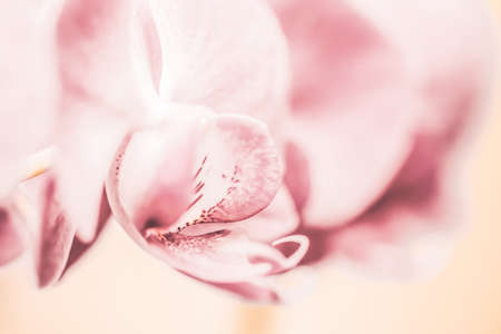 Flora, botanical and spa concept - Orchid flower in bloom, abstract floral blossom art background, flowers in nature for wedding invitation, bridal gift and luxury beauty brand, holiday banner designの写真素材