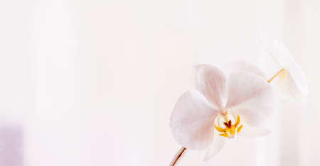 Blooming, branding and botanical concept - Pink orchid flower in bloom, abstract floral blossom art background and flowers in nature for wedding invitation and luxury beauty brand holiday designの写真素材