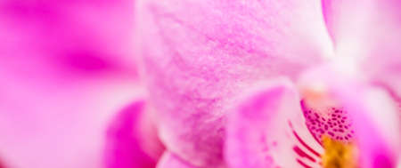 Flora, botanical and spa concept - Orchid flower in bloom, abstract floral blossom art background, flowers in nature for wedding invitation, bridal gift and luxury beauty brand, holiday banner designの写真素材