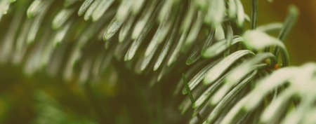 Garden, Christmas and card concept - Evergreen spruce trees as nature art background, green pine...