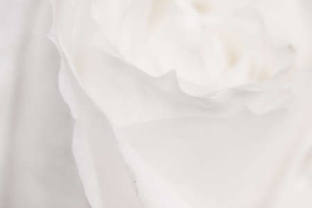 Flora, branding and love concept - Rose flower in bloom, abstract floral blossom art background, macro flowers in nature for perfume scent, wedding and luxury holiday design for beauty bridal brandの写真素材