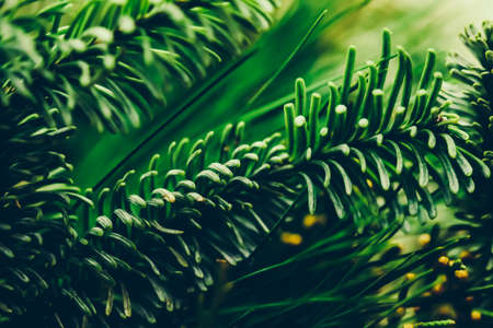 Garden, Christmas and card concept - Evergreen spruce trees as nature art background, green pine texture as vintage botanical abstract backdrop, forest fir tree branch for plant brand, holiday designの写真素材