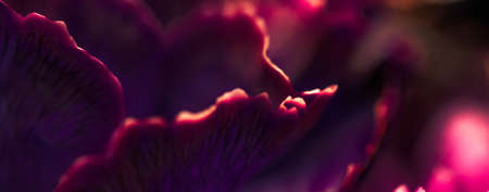 Flora, branding and love concept - Burgundy carnation flower in bloom, abstract floral blossom art...