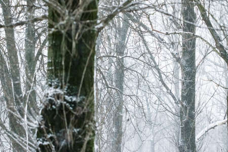 Snowing, holidays and environment concept - Winter abstract background, beautiful trees covered with...